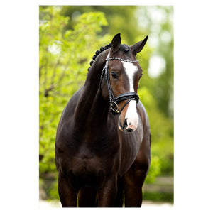 BR – Bridon BR Andover Noir Cheval  | Sellerie Bucéphale