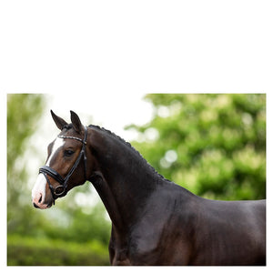 BR – Bridon BR Andover Noir Cheval  | Sellerie Bucéphale
