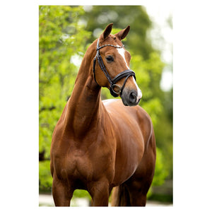 BR – Bridon BR Andover Noir Cheval  | Sellerie Bucéphale