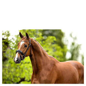 BR – Bridon BR Andover Noir Cheval  | Sellerie Bucéphale