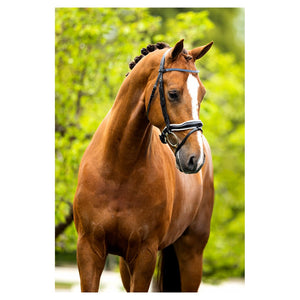 BR – Bridon BR Newcastle Noir Cheval  | Sellerie Bucéphale