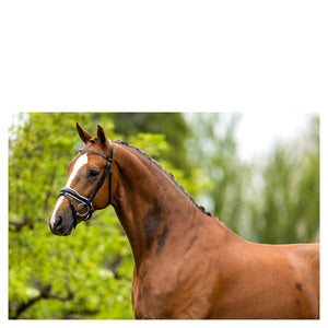 BR – Bridon BR Newcastle Noir Cheval  | Sellerie Bucéphale