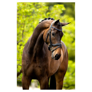 BR – Bridon BR Newcastle Noir Cheval  | Sellerie Bucéphale