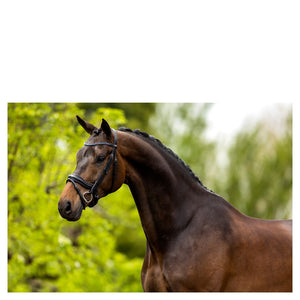 BR – Bridon BR Newcastle Noir Cheval  | Sellerie Bucéphale