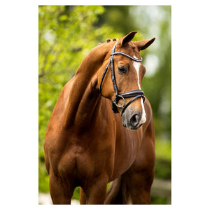 BR – Bridon BR Southam Brun Cheval  | Sellerie Bucéphale
