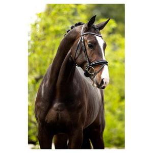 BR – Bridon BR Southam Noir-blanc Cheval  | Sellerie Bucéphale