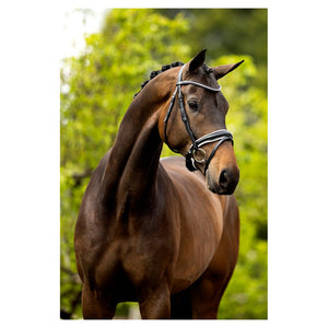 BR – Bridon BR Southam Noir-blanc Cheval  | Sellerie Bucéphale