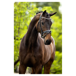 BR – Bridon BR Plymouth II Noir Pur-Sang (Cob)  | Sellerie Bucéphale