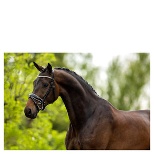 BR – Bridon BR Plymouth II Noir-blanc Pur-Sang (Cob)  | Sellerie Bucéphale