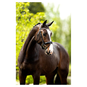 BR – Bridon BR Plymouth II Noir-blanc Pur-Sang (Cob)  | Sellerie Bucéphale