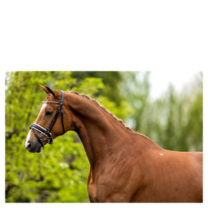 BR – Bridon BR Allerdale Noir-blanc Pur-Sang (Cob)  | Sellerie Bucéphale