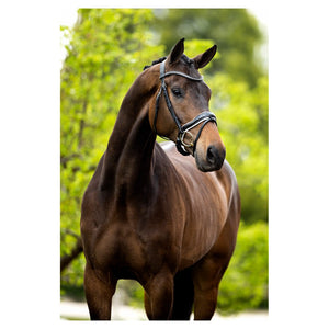 BR – Bridon BR Bolton Noir Cheval  | Sellerie Bucéphale