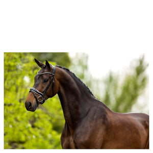 BR – Bridon BR Bolton Noir-blanc Cheval  | Sellerie Bucéphale