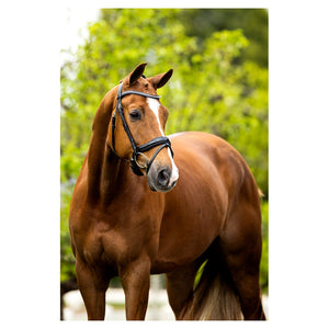 BR – Bridon BR Bolton Noir-blanc Cheval  | Sellerie Bucéphale