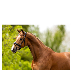 BR – Bridon BR Bolton Noir-blanc Cheval  | Sellerie Bucéphale