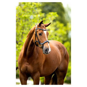 BR – Bridon BR Mirfield Noir Pur-Sang (Cob)  | Sellerie Bucéphale