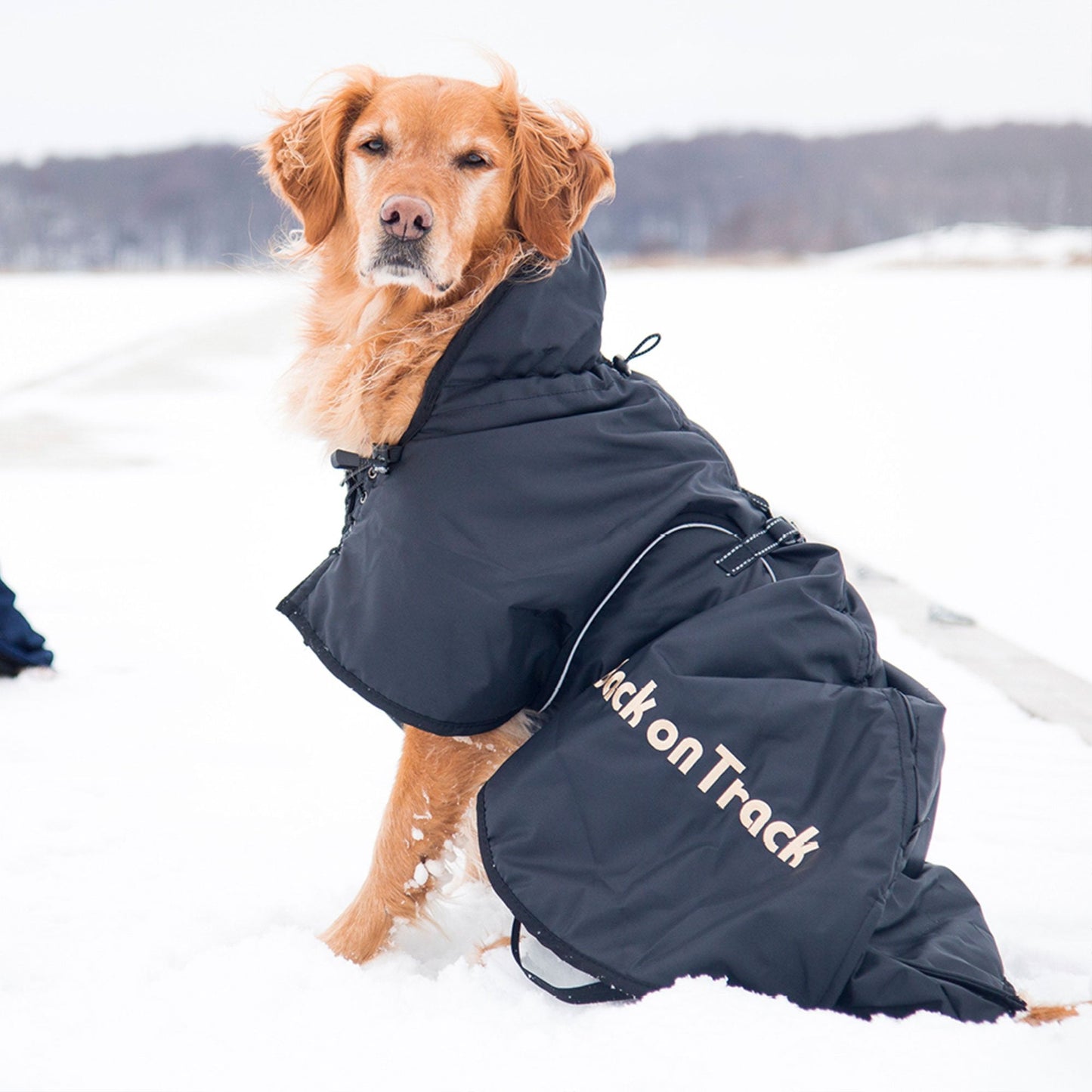Back on Track – Manteau Standard pour chien Back on Track 31cm   | Sellerie Bucéphale