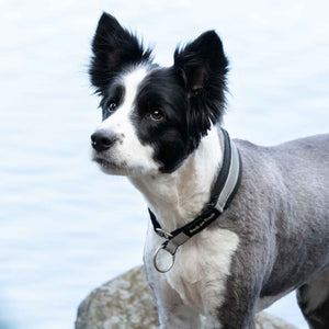 Back on Track – Collier pour chien Molly Back on Track 20cm   | Sellerie Bucéphale