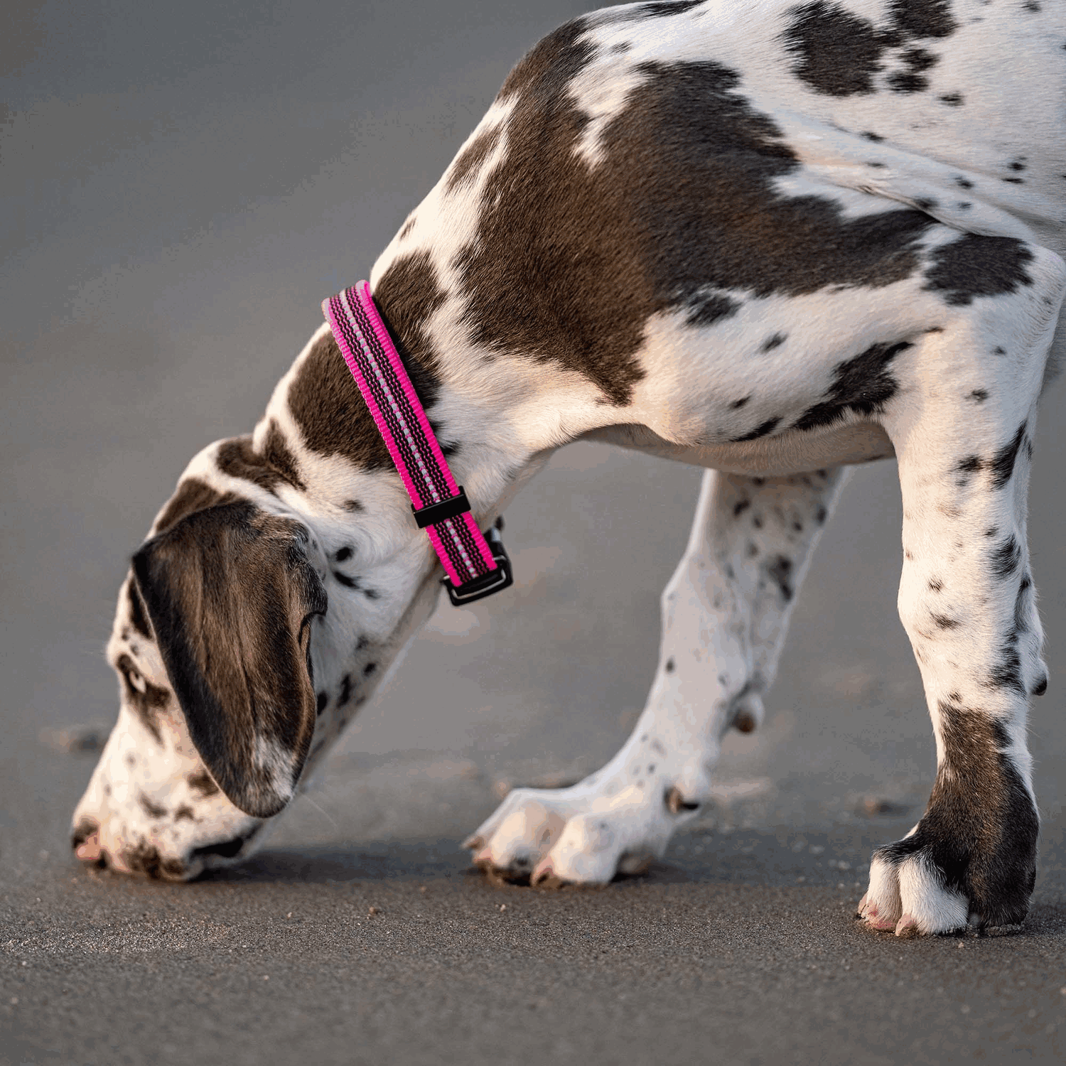 Sprenger – Collier ajustable pour chiens Jaune S  | Sellerie Bucéphale