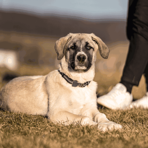 Sprenger – Collier ajustable pour chiens Orange M  | Sellerie Bucéphale