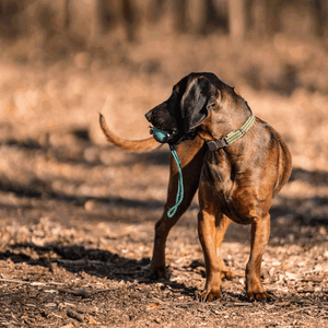 Sprenger – Collier ajustable pour chiens Orange S  | Sellerie Bucéphale