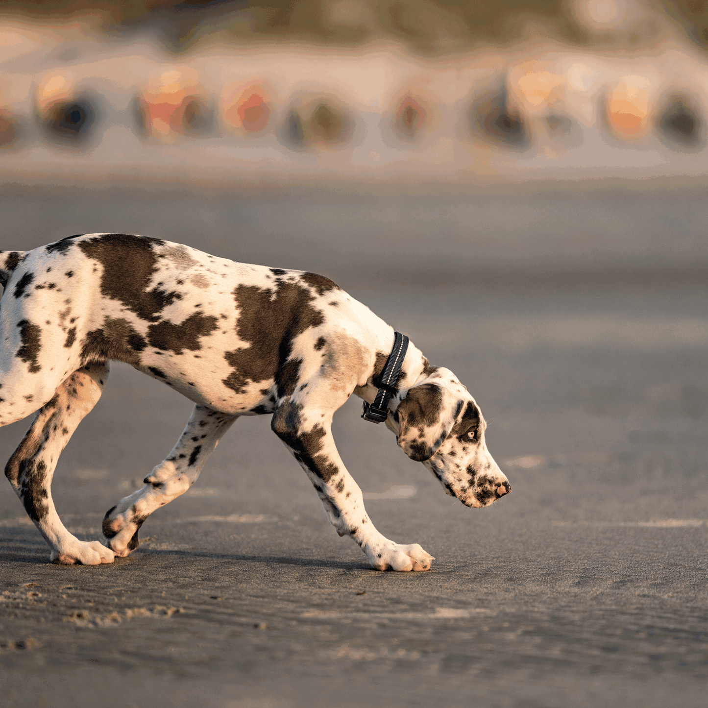 Sprenger – Collier ajustable pour chiens Orange M  | Sellerie Bucéphale