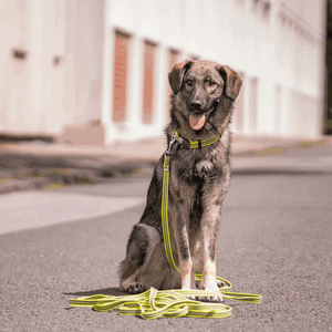 Sprenger – Collier ajustable pour chiens Noir M  | Sellerie Bucéphale