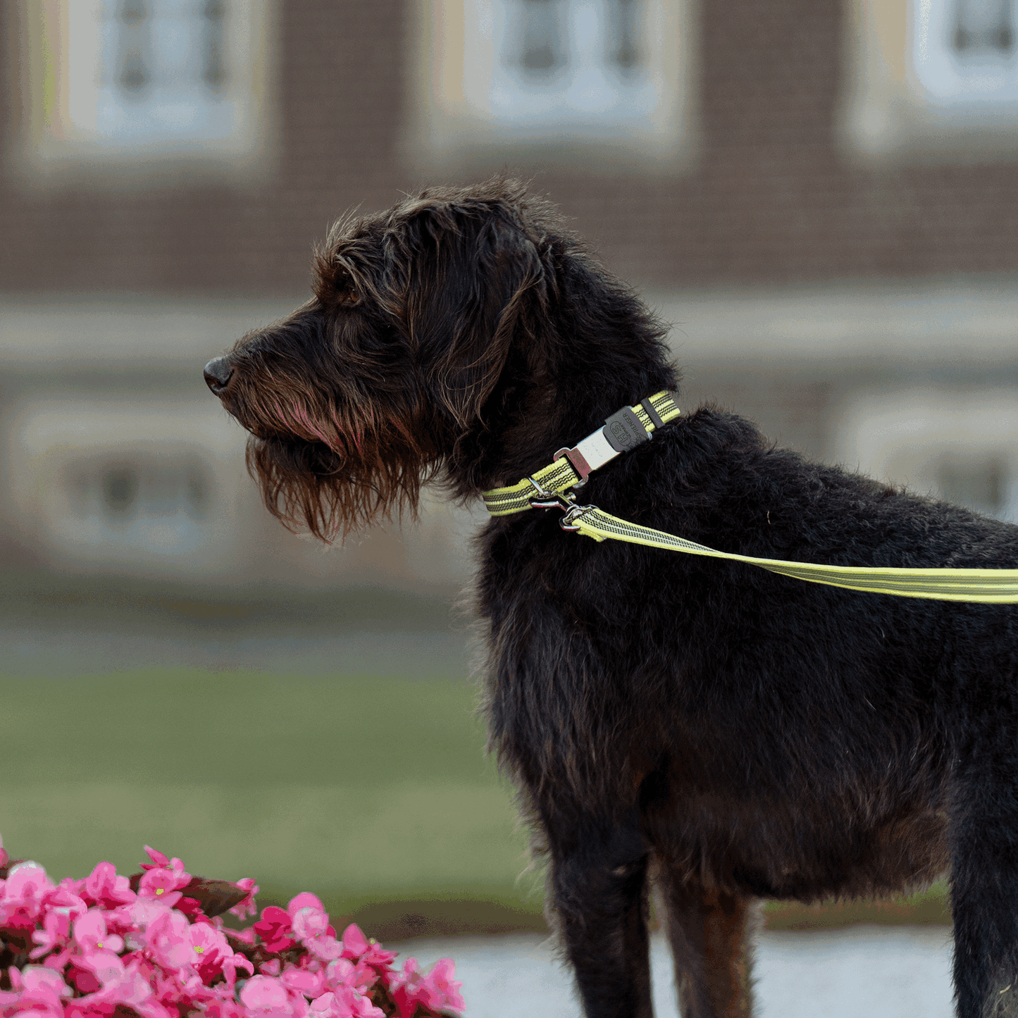 Sprenger – Collier ajustable pour chiens Vert M  | Sellerie Bucéphale