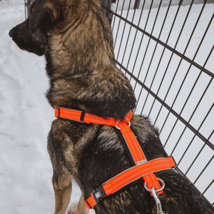 Sprenger – Harnais pour chien Orange XL  | Sellerie Bucéphale