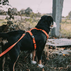 Sprenger – Harnais pour chien Orange XL  | Sellerie Bucéphale