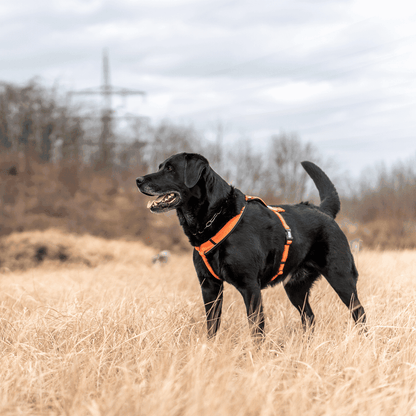 Sprenger – Harnais pour chien Orange XL  | Sellerie Bucéphale