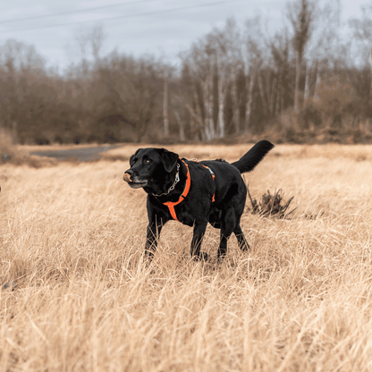Sprenger – Harnais pour chien Orange XL  | Sellerie Bucéphale