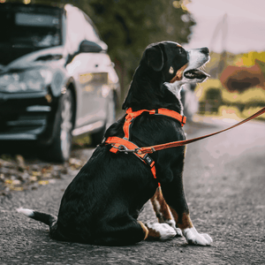 Sprenger – Harnais pour chien Orange XL  | Sellerie Bucéphale