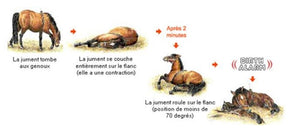 Birth Alarm – Birth Alarm Lite 2.0 Default Title   | Sellerie Bucéphale