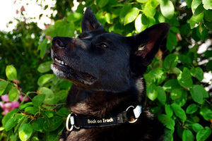 Back on Track – Collier pour chien Molly Back on Track 40 cm   | Sellerie Bucéphale