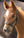 Licol cuir foal