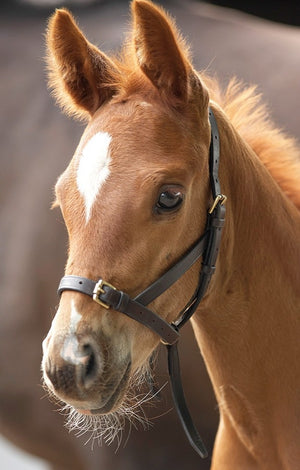 Licol cuir foal
