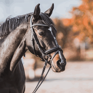 Sprenger – Mors KK Ultra à olives Sprenger 16mm 145 16 mm 70 mm | Sellerie Bucéphale